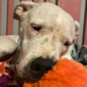 Meet your Posher, Ava